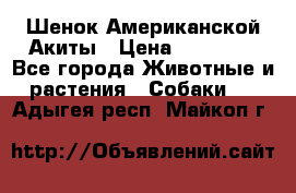 Шенок Американской Акиты › Цена ­ 35 000 - Все города Животные и растения » Собаки   . Адыгея респ.,Майкоп г.